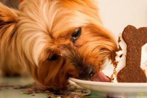 Ніж ви можете і не можете годувати йоркширського тер'єра? Ніж ви можете і не можете годувати йоркширського тер'єра?